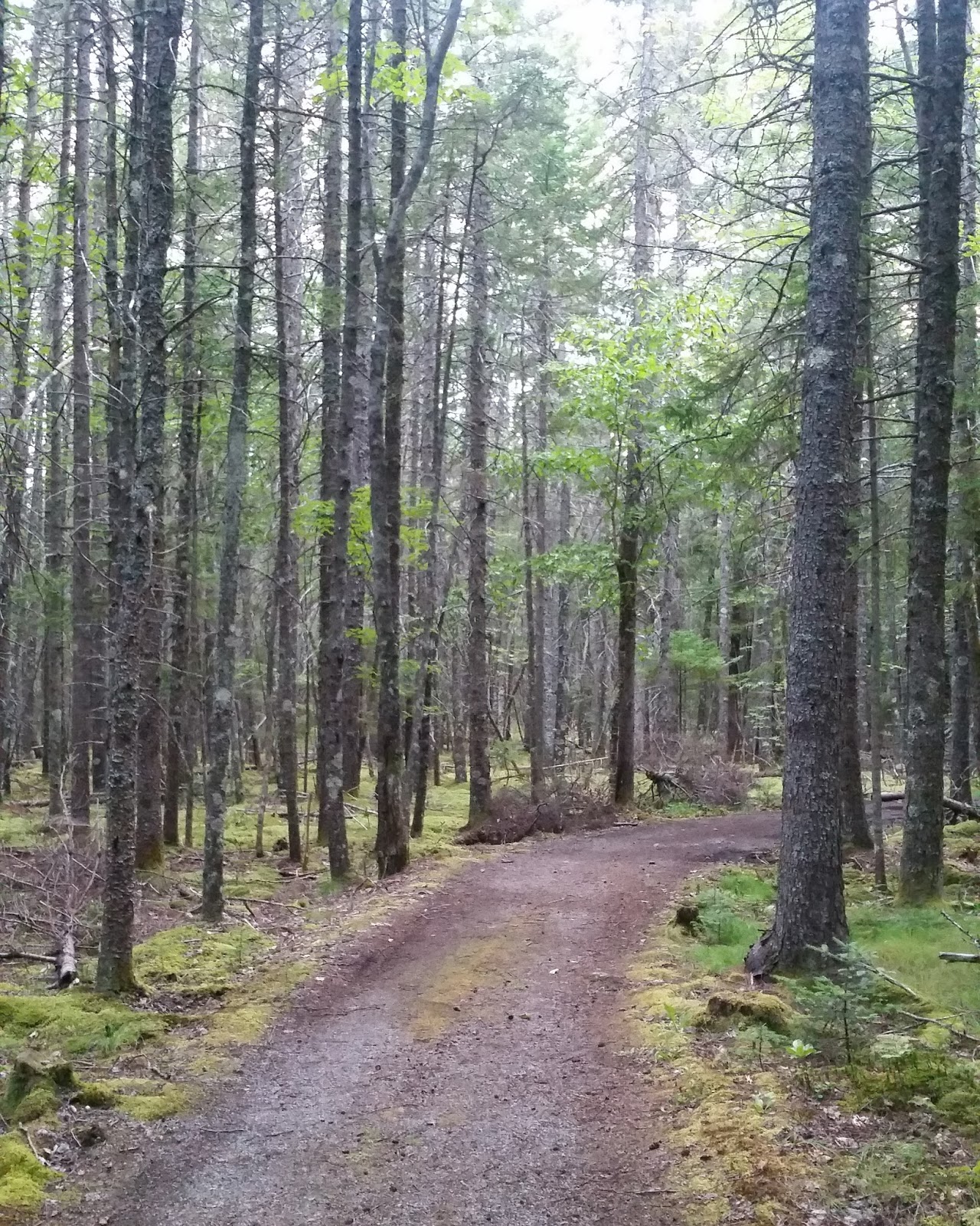 Uni Photo Campobello Island, Herring cove park