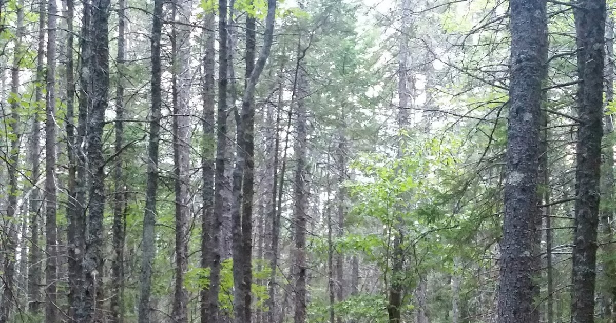 Uni Photo Campobello Island, Herring cove park
