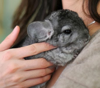 Deal with pets: Pet Chinchillas - How to Care for Your Chinchilla