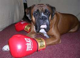 boxer+dog+boxing+gloves.jpg