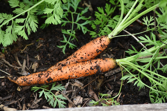 Growing carrots- harvest