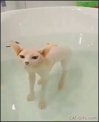 Amazing Cat GIF • Sphynx kitty in bathtub, under water. “I am a pink submarine.” Amazing Cat GIF • Sphynx kitty in bathtub, under water. “I am a pink submarine.”