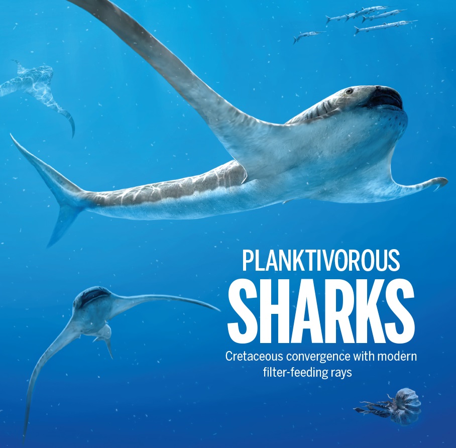 Species New to Science: [PaleoIchthyology • 2021] Aquilolamna milarcae • Manta-like Planktivorous Sharks (Lamniformes: Aquilolamnidae) in Late Cretaceous Oceans