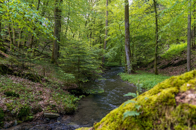 Saar-Hunsrück-Steig Etappe 20 Von Mörsdorf nach Kastellaun  Hängebrücke Geierlay Wandern im Hunsrück Traumschleifen-Hunsrück 11