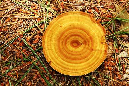 Image result for nature concentric circles in real life
