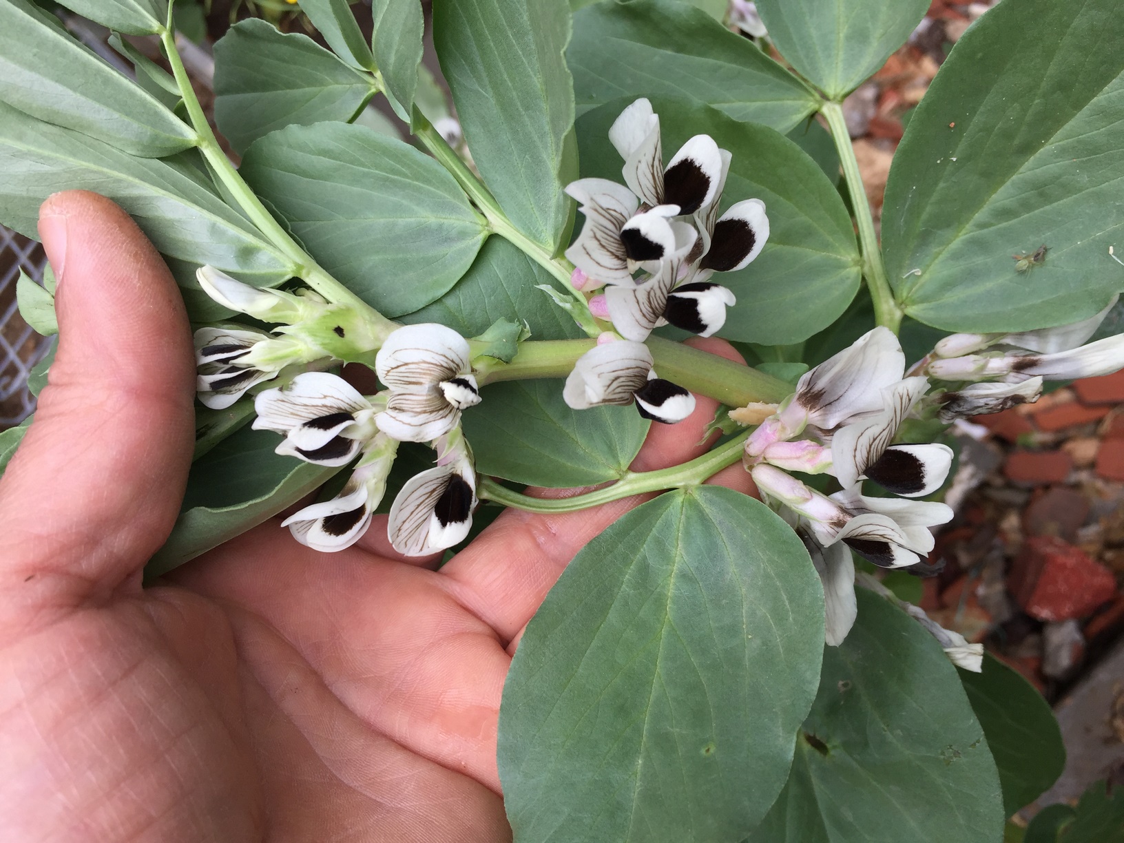 The broad bean has white flowers that are splotched with brown.