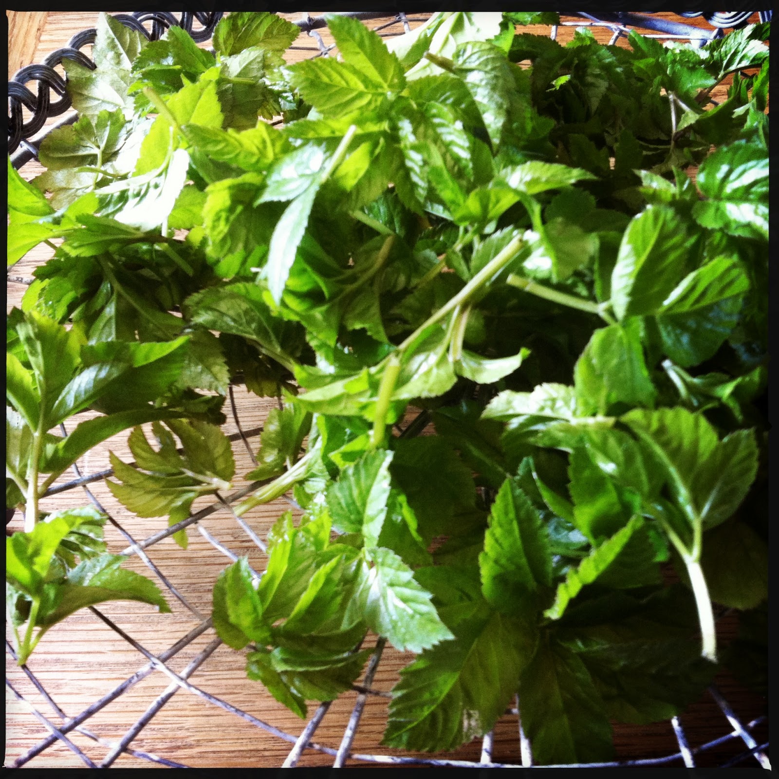 The Vicar Died Laughing: Ground Elder Pesto