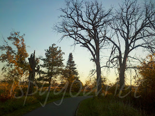 autumn trees; some covered in fall foliage, others dead and hollowed out, and others without leaves along walking path