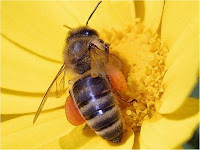 abeille fleur jaune