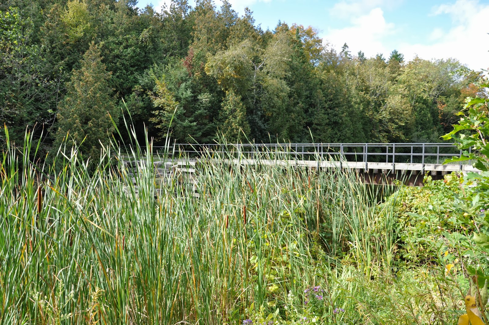 Pat's Tracks Hike at Parrot's Bay Conservation Trail, Kingston, Ontario