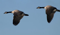 geese fly flying why birds flocks migration