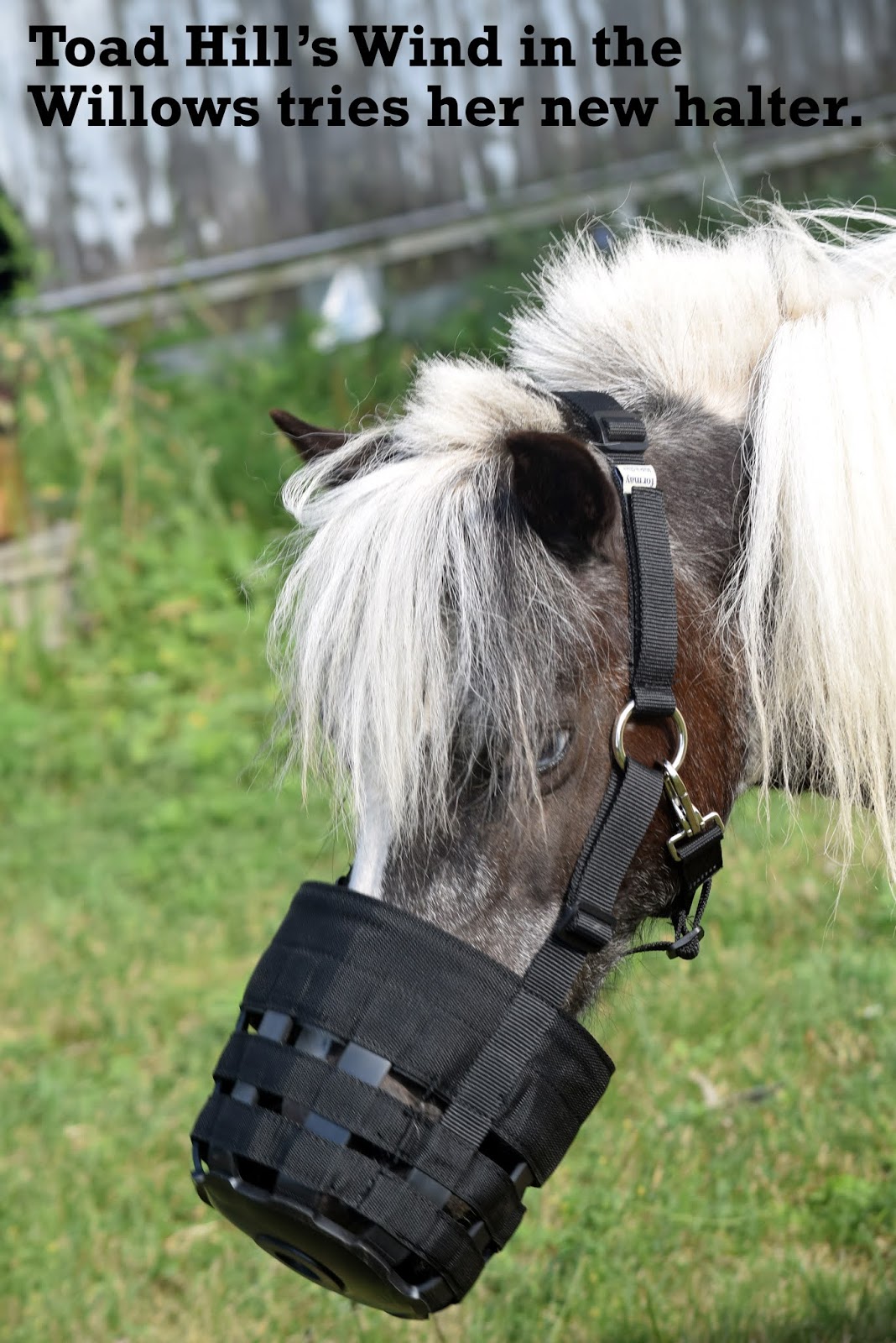 Toad Hill Miniature Horses Grazing with Muzzle Halters