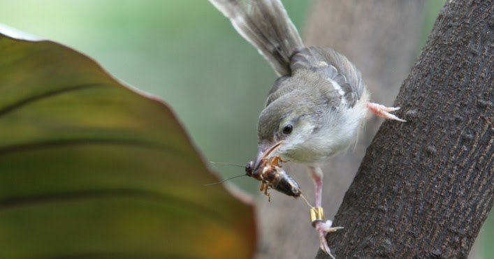 Ciblek Kristal Muda Gambar Burung Ciblek Kristal Jantan