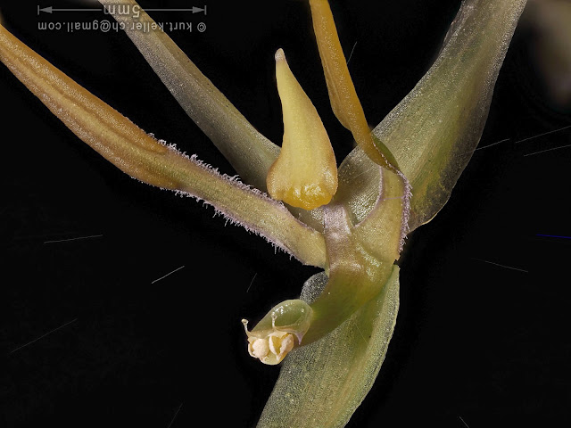 Bulbophyllum angustipetalum