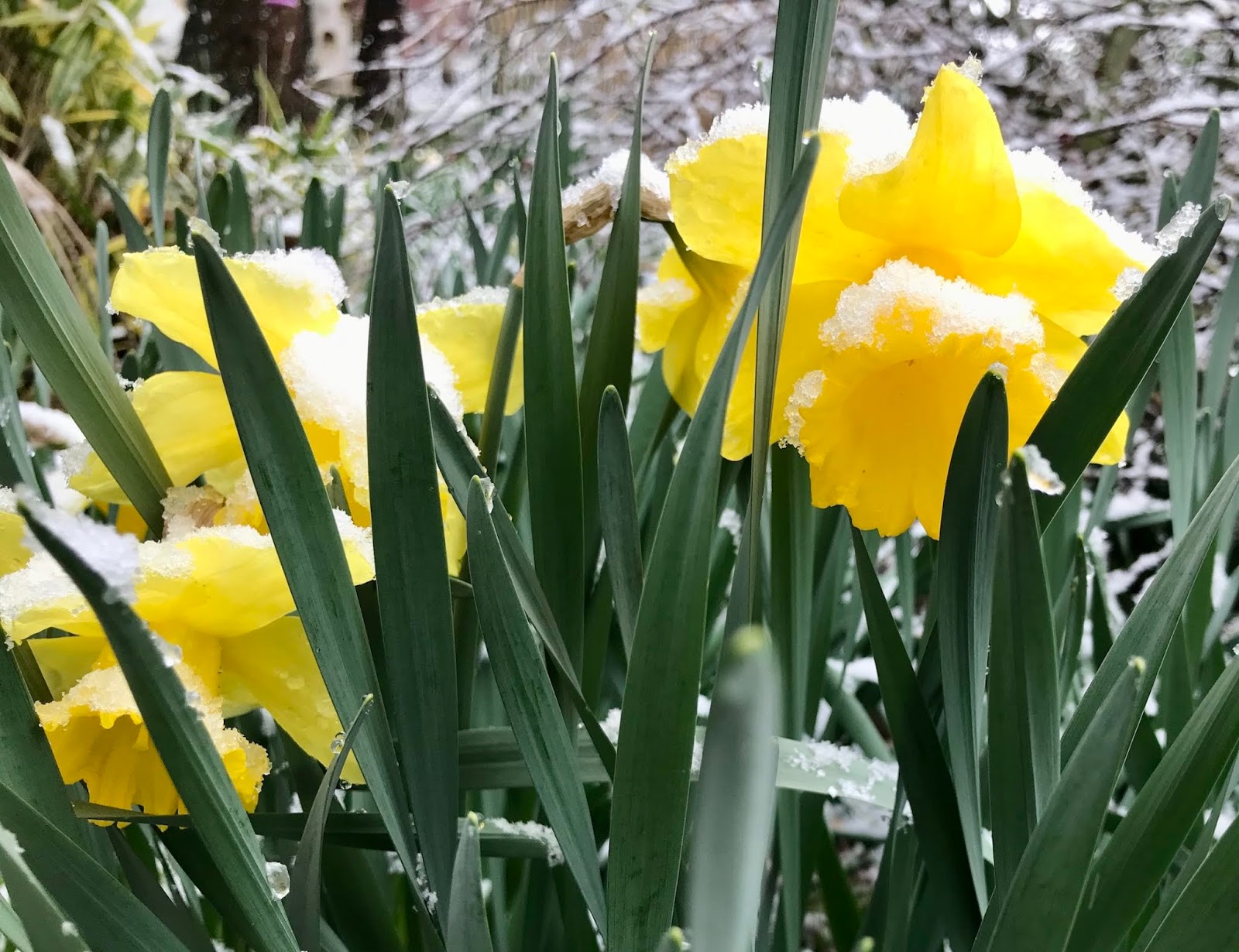 Teresa Kasner Daffodils in the Snow