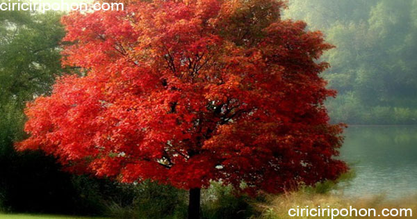 ciri ciri pohon maple merah