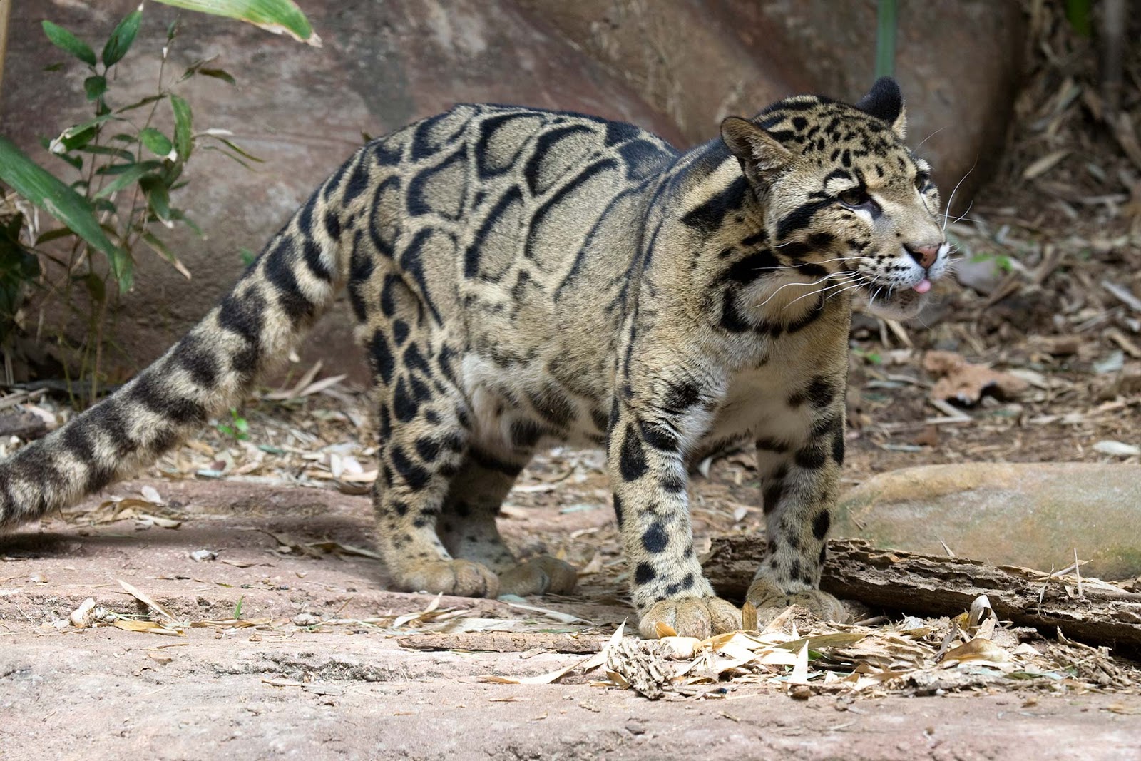 Eaton Rapids Joe Clouded Leopards