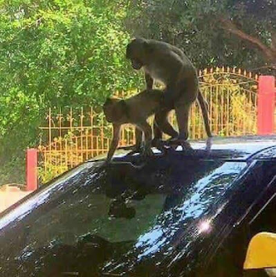 m Photos: See what these monkeys were spotted doing on top of an expensive car