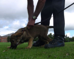 German shepherd puppy nose to the ground tracking the food trail.