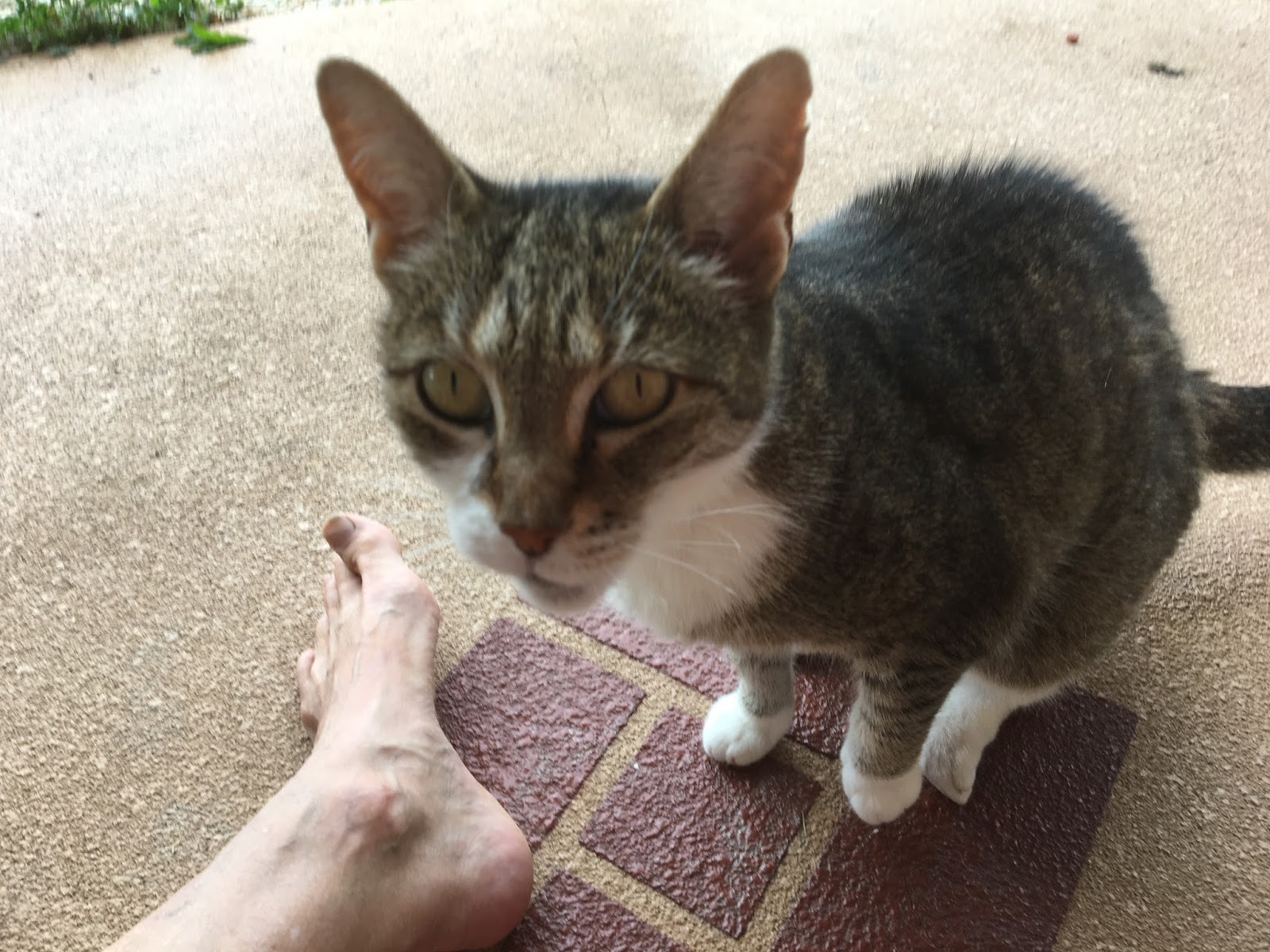 Pinky Poinker Who Else Wants To Enjoy Cat Injury Worm