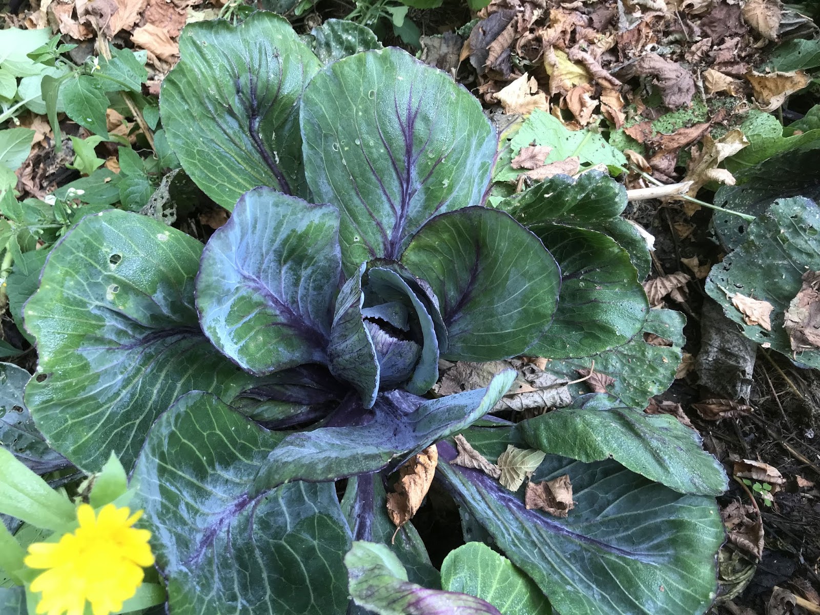 Carpediem Living Gartentagebuch Das Kleine Bluh Chaos