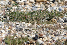 Short-Toed Lark