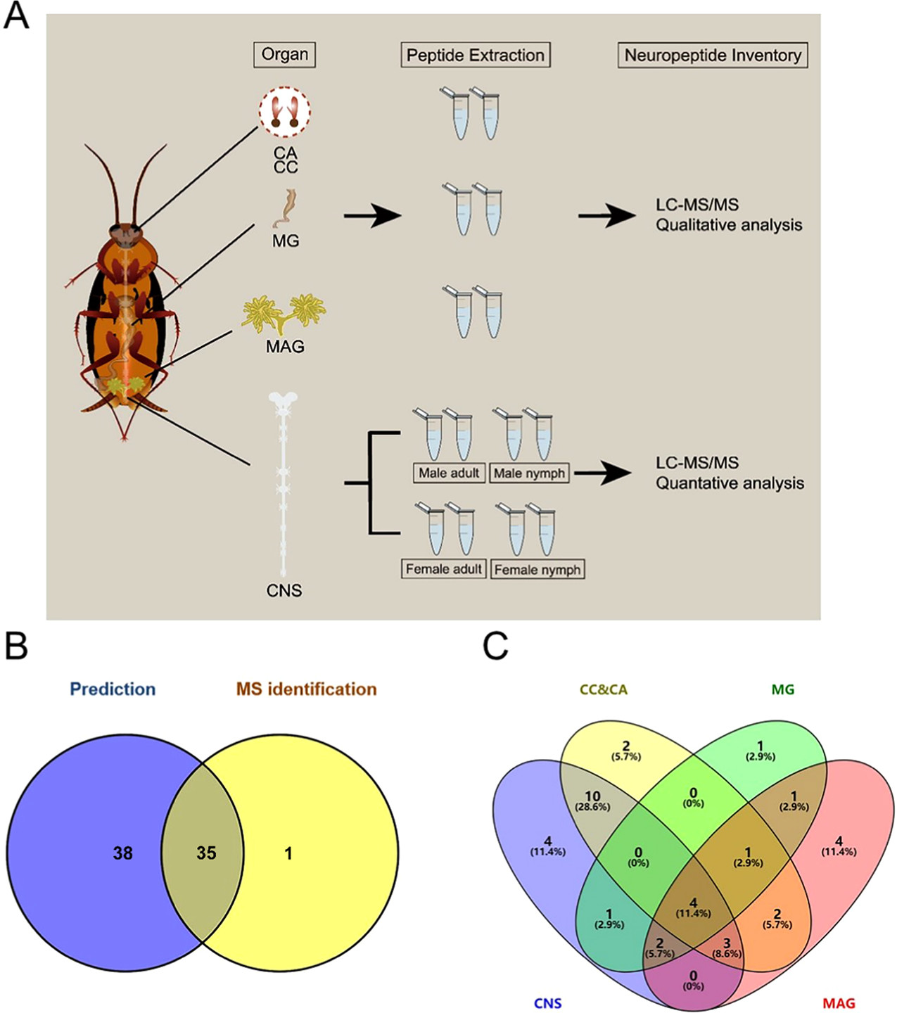 News in Proteomics Research: Neuropeptidomics of the....umm...cockroach