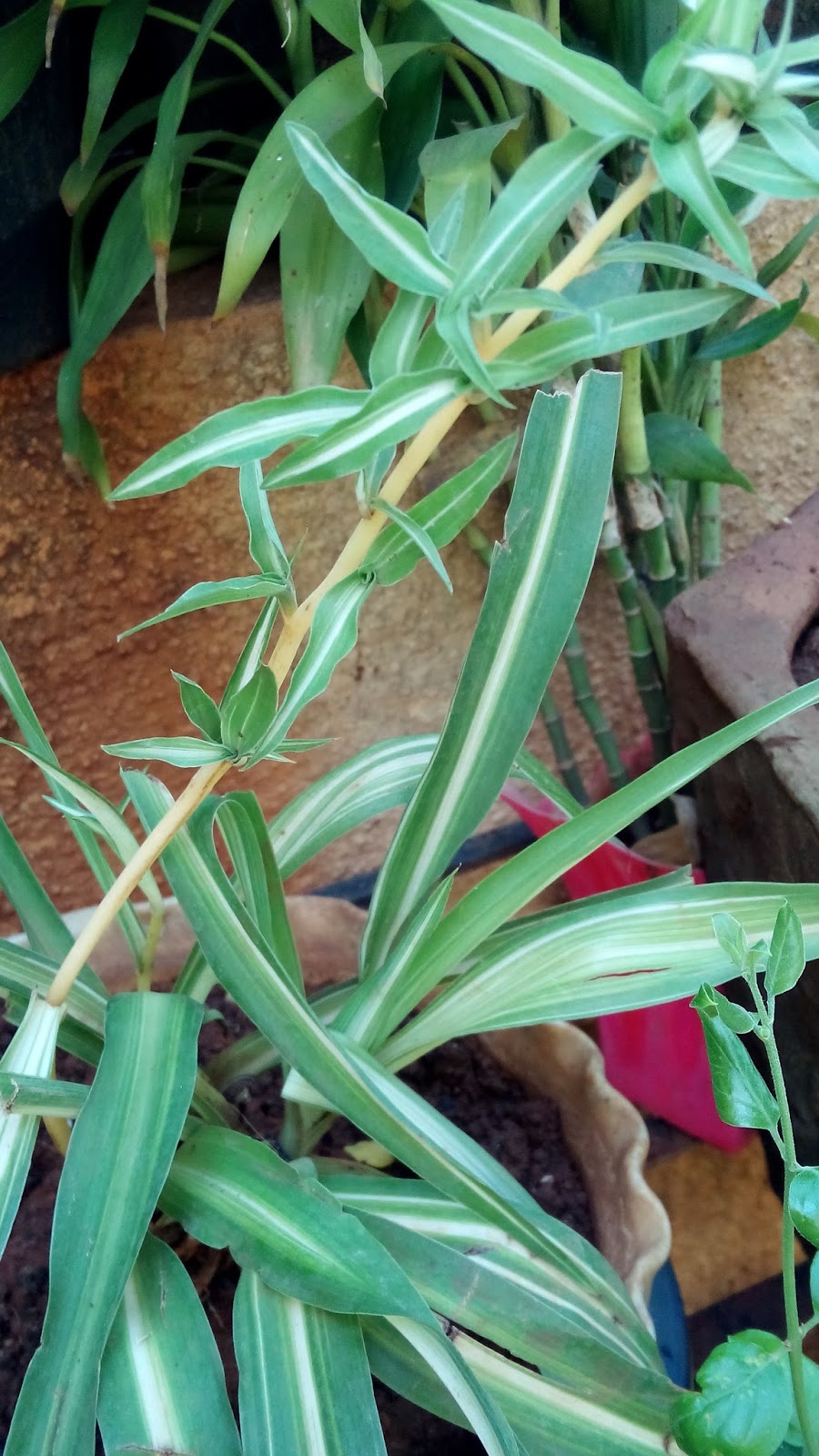 Five Reasons Why Your Newly Planted Plant Died, 5 practical tips to