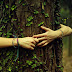 Abraçar árvores pode ajudar a combater depressão dor de cabeça hiperatividade e deficit de atenção