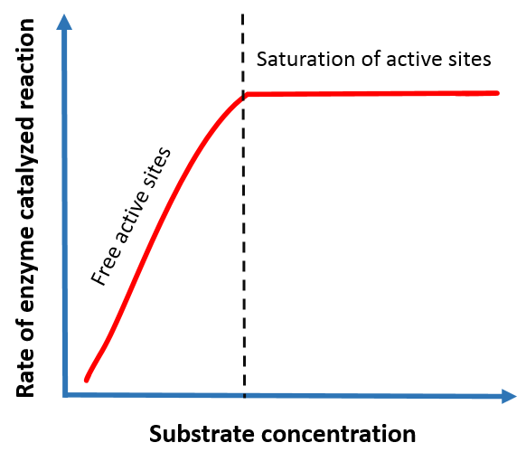 Factors Affecting Enzyme Catalysis
