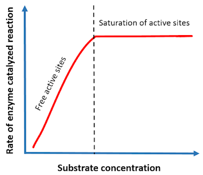 effect of substrate concentration on enzyme catalysis