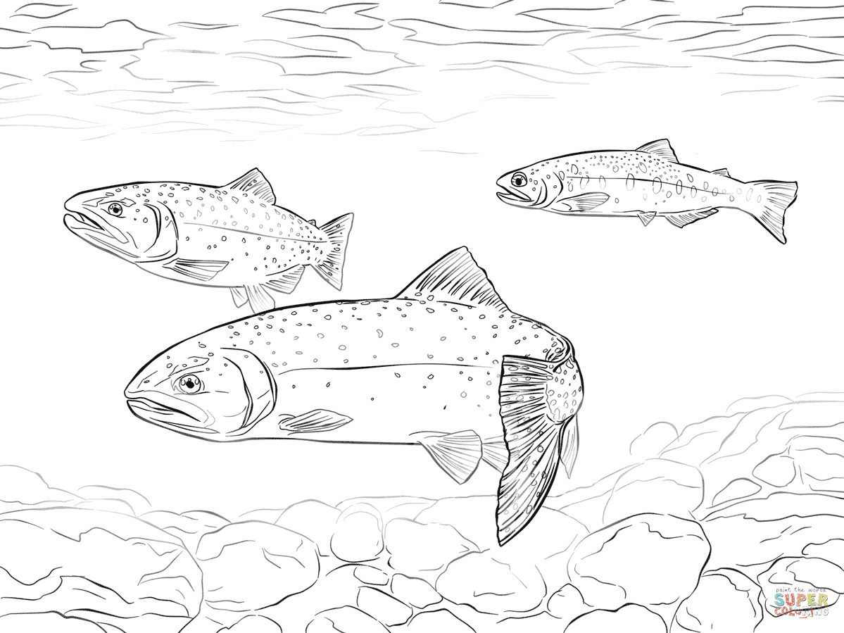 Rainbow Trout Coloring Page ~ Coloring Pages