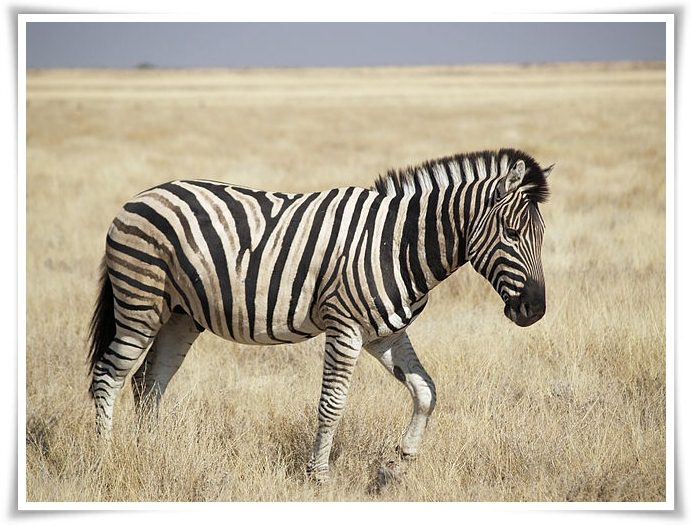 Animal Names That Start With Z | Animals Name A To Z