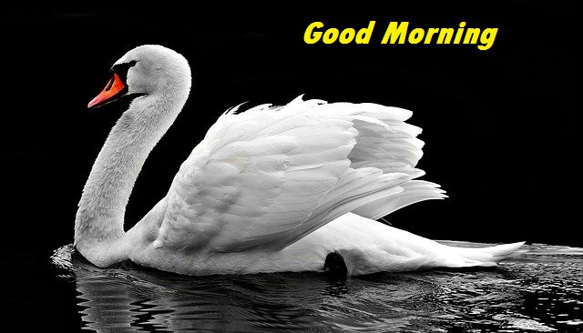 Good Morning Nature Images Good Morning Nature Images