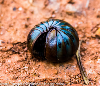 Silver worm in Coffee Plantation