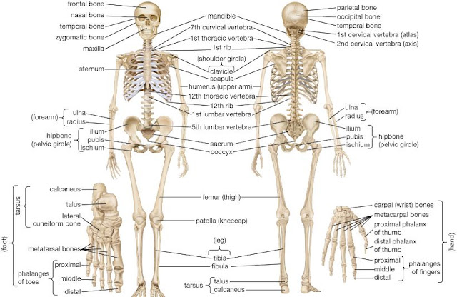 Anatomi Tulang Manusia Lengkap