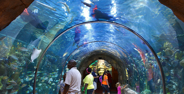 biggest aquarium in us, largest aquarium in the united states, largest aquarium in the us, largest aquarium in us, the largest aquarium in the united states, biggest aquarium in the us, biggest aquarium in the united states, biggest aquarium in united states, what's the biggest aquarium in the united states, largest aquarium in us 2019, where is the biggest aquarium in us