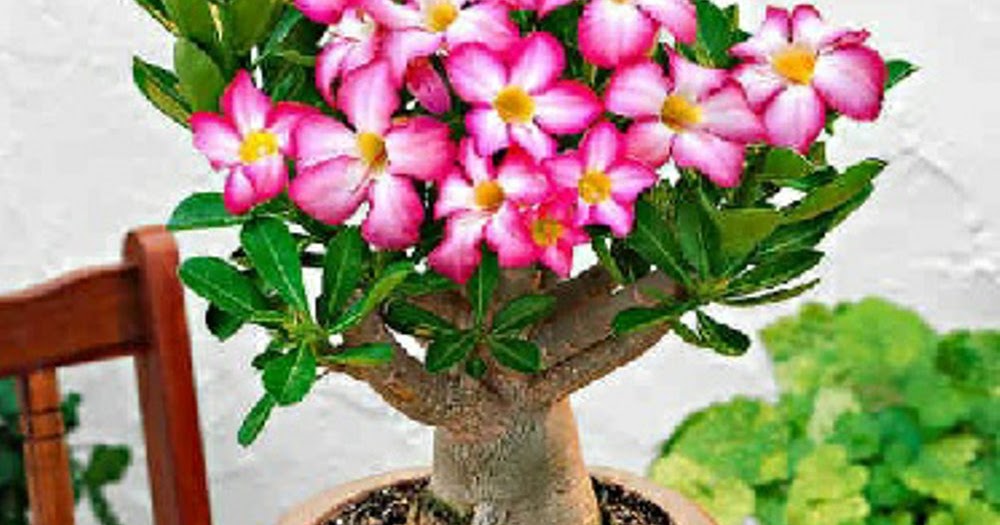 Salut Suer Comp Tanaman Hias Bunga Dan Daun Beserta Ciri Cirinya