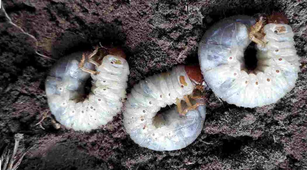 Plaga de gusanos afecta plantaciones de yuca en La Vega.