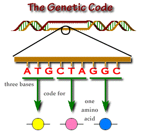 # 35 The genetic code - protein synthesis | Biology Notes for A level