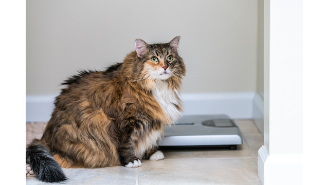 Kucing Gendut Apakah Sehat?