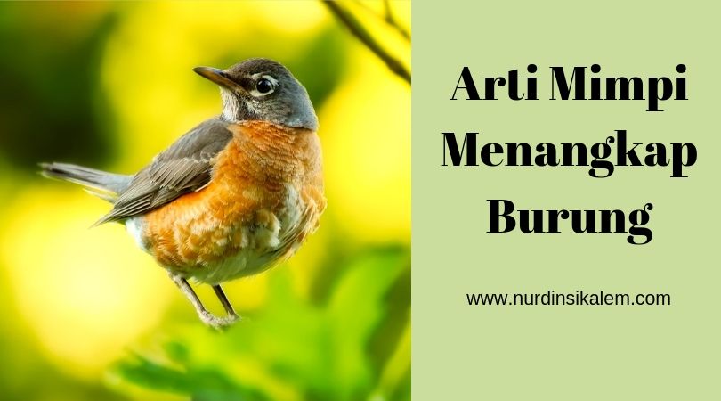 Arti Mimpi Menangkap Burung Terlengkap Menurut Primbon Islam Dan