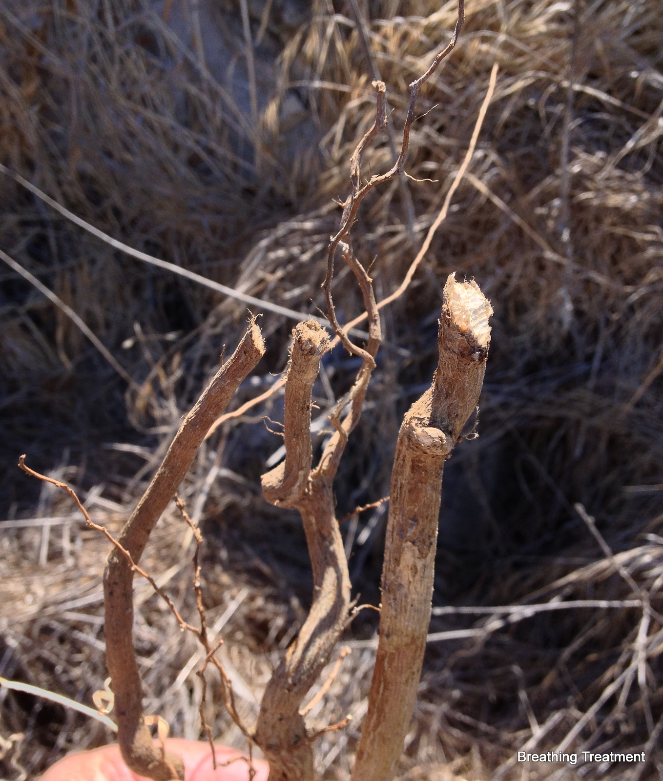 Breathing Treatment Gophers like castor roots
