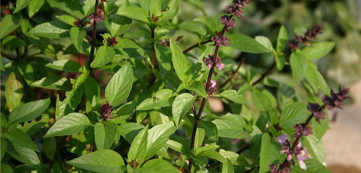 Basil Vitamin Health Benefits Contains Herb Recipes HOW CAN DONE