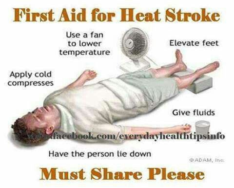Infographic on first aid for heat stroke. #VetTechLife 