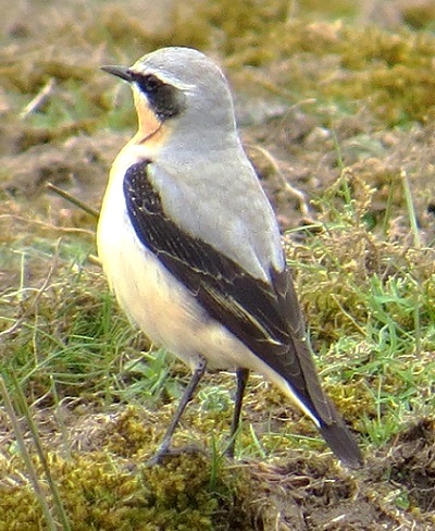 Wheatear