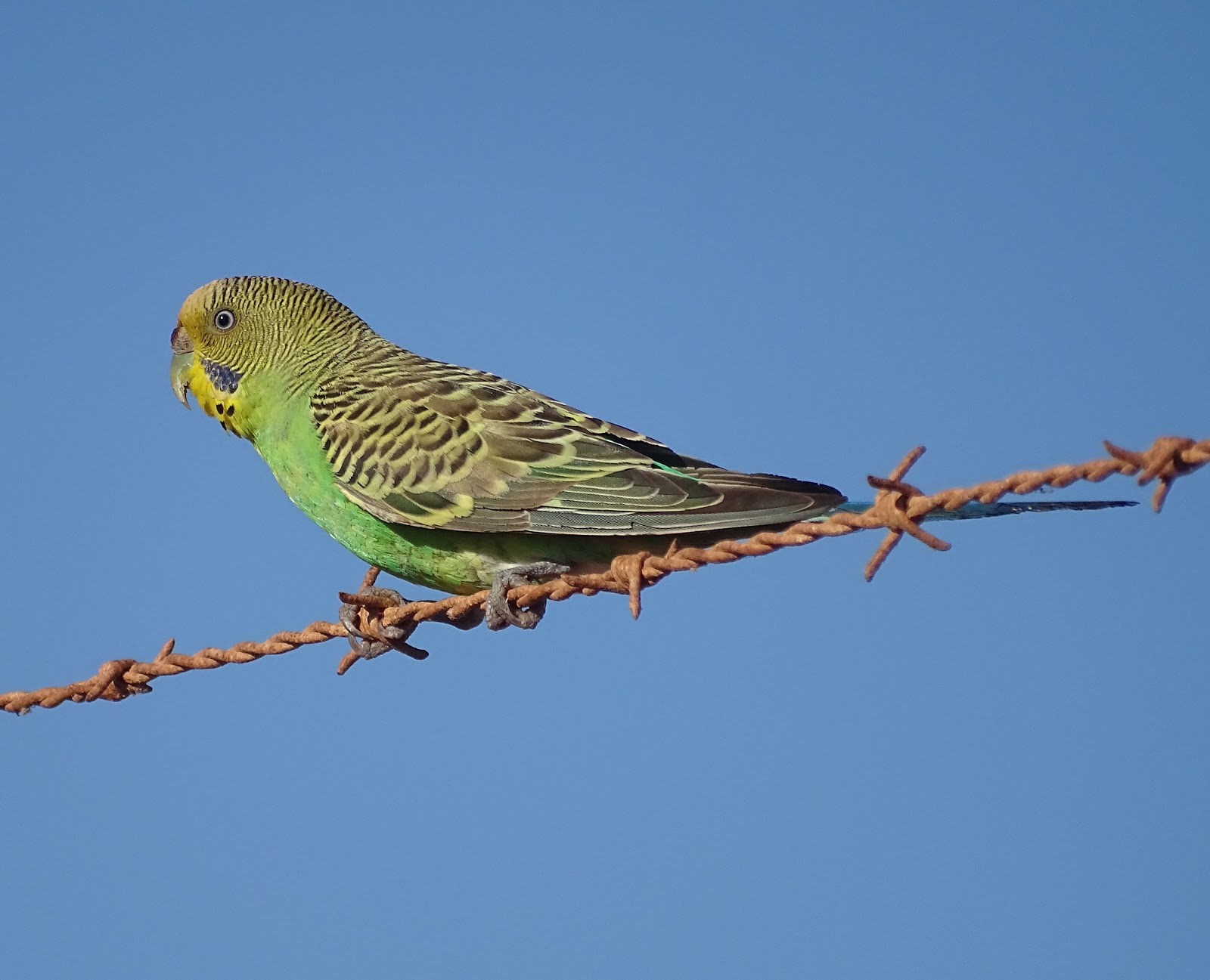 pet shops selling budgies near me