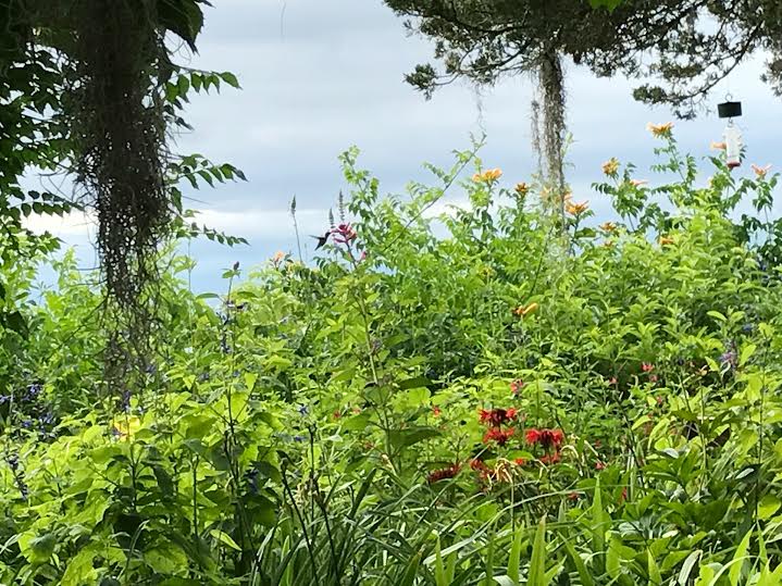 The Baiting Hollow Hummingbird Sanctuary Visiting Procedure