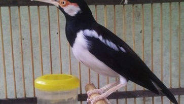 Download Suara Burung Jalak Suren Juara Durasi Panjang Mp3