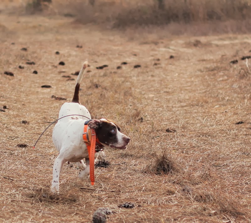 English pointer with a shot out eye English pointer